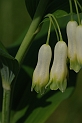 Garden solomon's seal - A